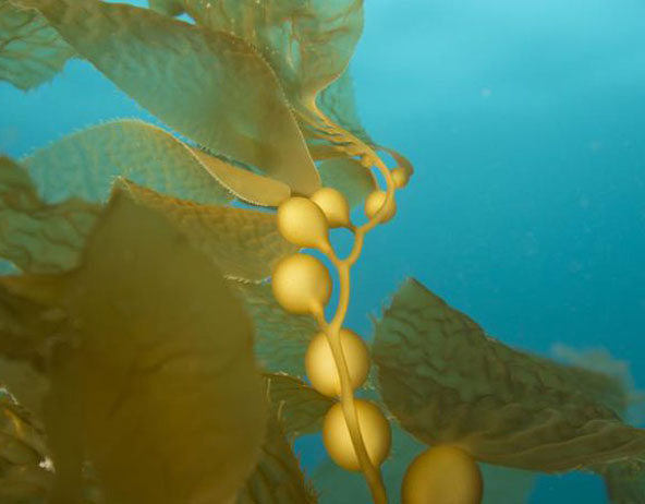 Health Benefits of Kombu (Laminaria Digitata) Seaweed